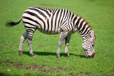 bir çayır otlatma zebra