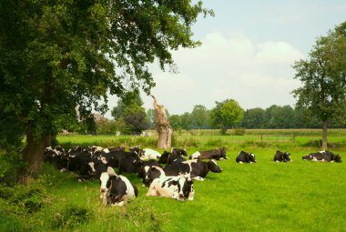 Hollandalı inekler çayırda