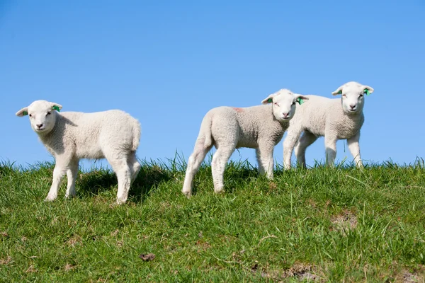 Agneaux mignons dans la prairie, Pays-Bas — Photo