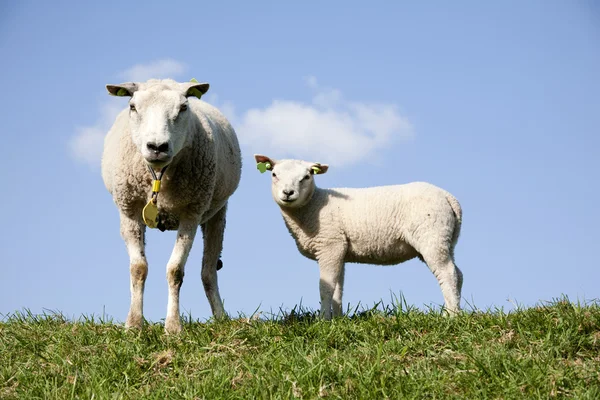 Schafe und Lamm auf der Weide — Stockfoto