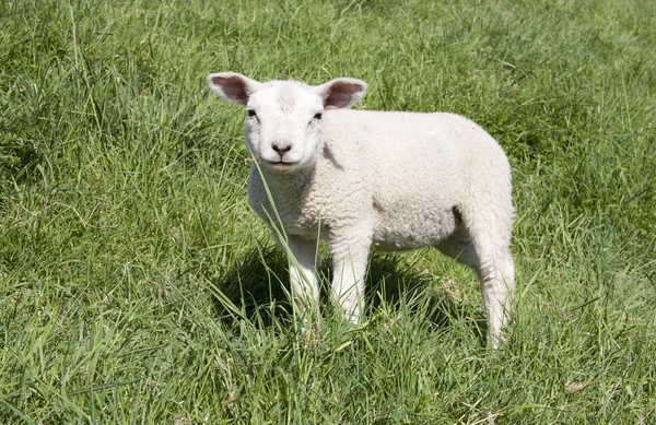 Schafe und Lamm auf der Weide — Stockfoto