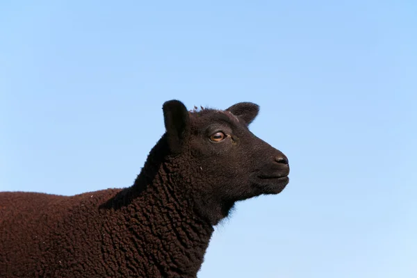 Black sheep in the meadow, the Netherlands — Stock Photo, Image