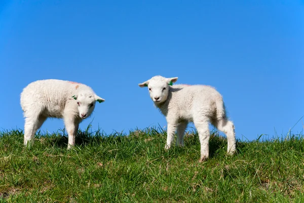 Sheep and lamb in the meadow — Stock Photo, Image