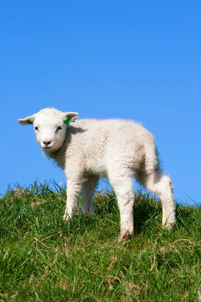 Овца и ягненок на лугу — стоковое фото