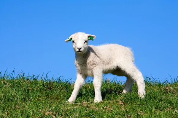 Schafe und Lamm auf der Weide — Stockfoto