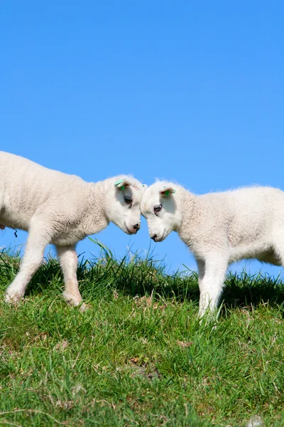 Вівця і ягня на лузі — стокове фото