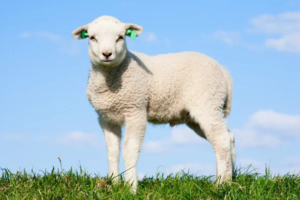 Sheep and lamb in the meadow — Stock Photo, Image