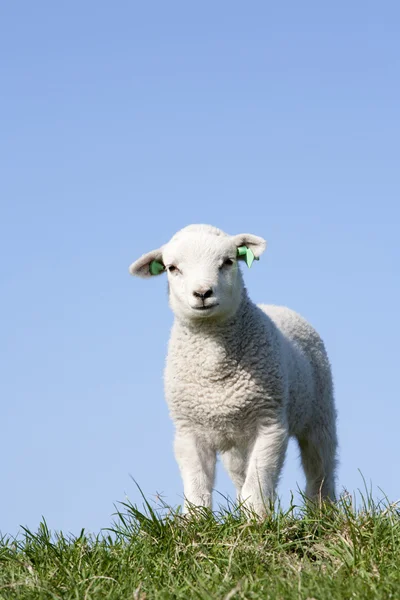 Schafe und Lamm auf der Weide — Stockfoto