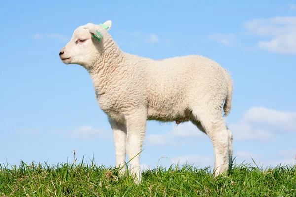 Sheep and lamb in the meadow — Stock Photo, Image