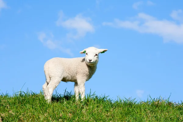 Schafe und Lamm auf der Weide — Stockfoto