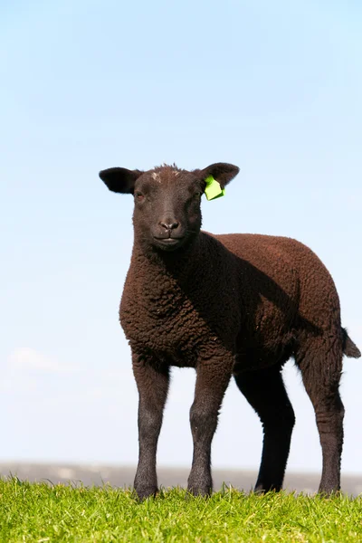 Чорна вівця в лузі, Нідерланди — стокове фото