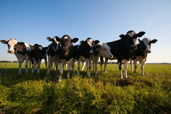 Vaches néerlandaises dans la prairie — Photo