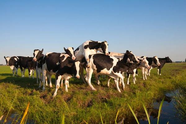 Nederländska kor på ängen — Stockfoto