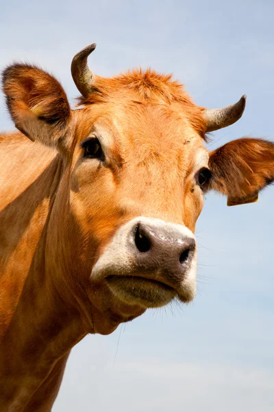 Dutch cows in the meadow — Stock Photo, Image