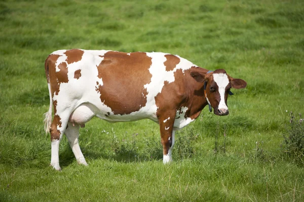 Vaches néerlandaises dans la prairie — Photo