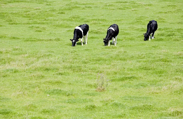 Vaches néerlandaises dans la prairie — Photo