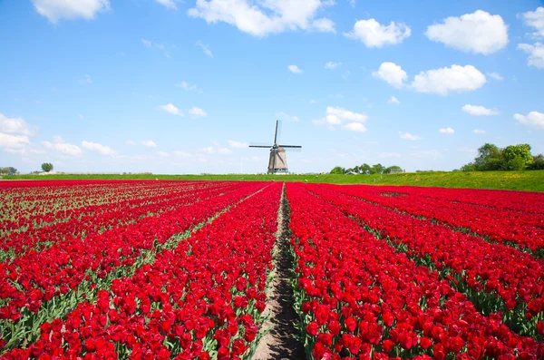 Wiatrak z pola czerwonych tulipanów w Holandii — Zdjęcie stockowe