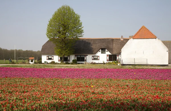 Белая ферма на тюльпановом поле в Нидерландах — стоковое фото