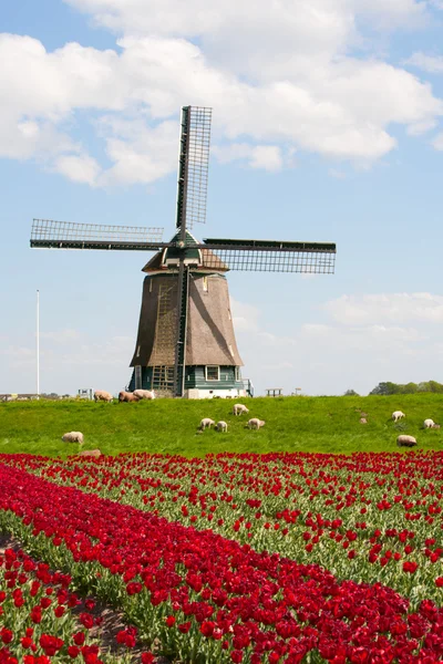 Moinho de vento com campo de tulipa vermelha na Holanda — Fotografia de Stock