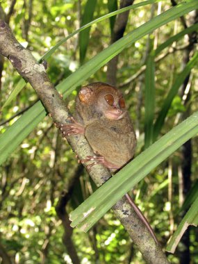 Filipin tarsier, bohol