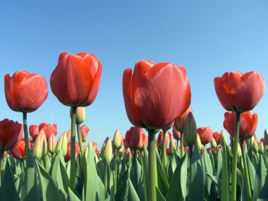 Hollandalı Lale alan