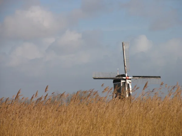 Holandská reed krajina s větrným mlýnem. — Stock fotografie