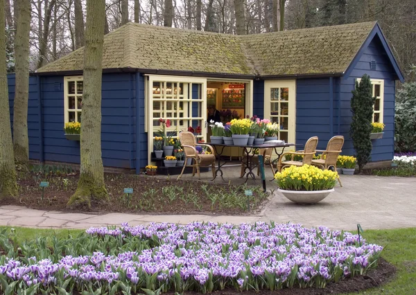 Hollanda Çiçek mağazası — Stok fotoğraf