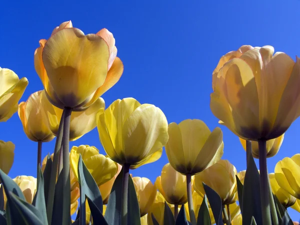 Dutch tulip field — Stock Photo, Image