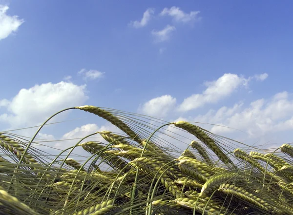 Buğday alan yakın çekim — Stok fotoğraf