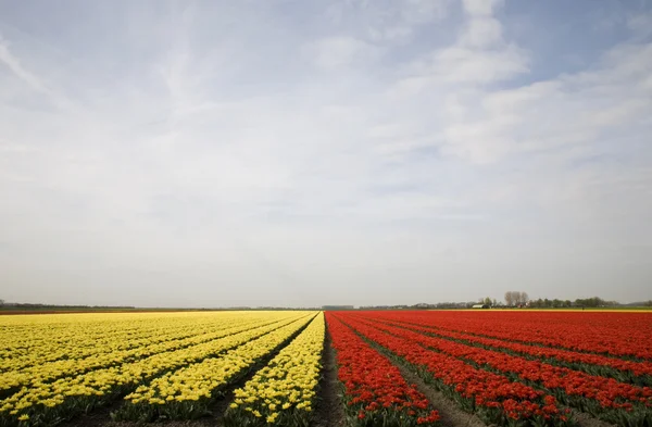 Campo di tulipani nei Paesi Bassi — Foto Stock