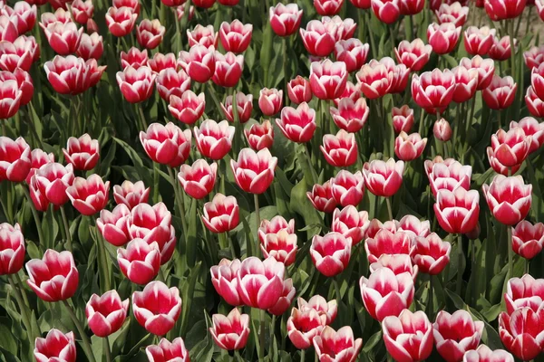 Tulip field in the Netherlands — Stock Photo, Image