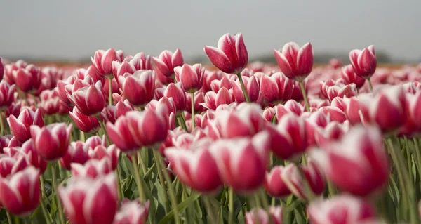 Tulip field in the Netherlands — Stock Photo, Image