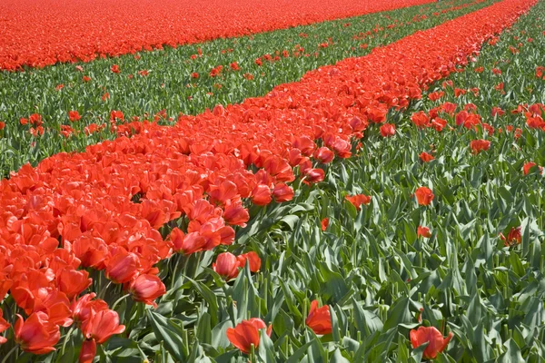 Campo di tulipani nei Paesi Bassi — Foto Stock