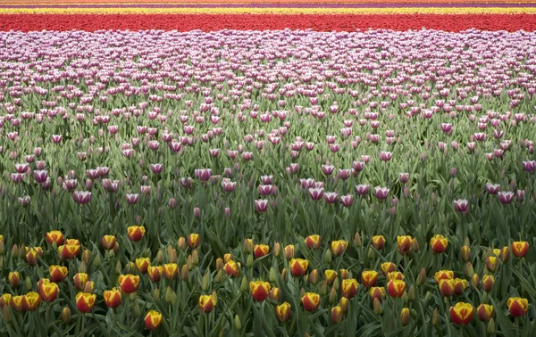 Campo di tulipani nei Paesi Bassi — Foto Stock