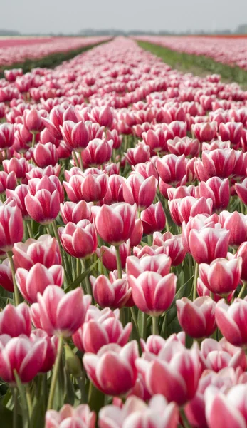 Tulip field in the Netherlands — Stock Photo, Image