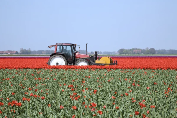 Campo de tulipán en los Países Bajos — Foto de Stock