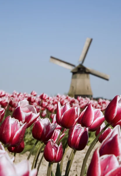 Pola tulipanów i zabytkowy wiatrak — Zdjęcie stockowe