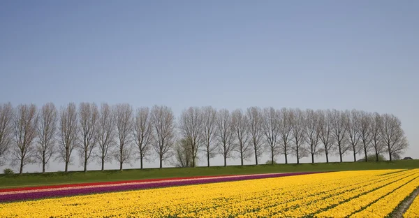 Campo tulipano olandese — Foto Stock