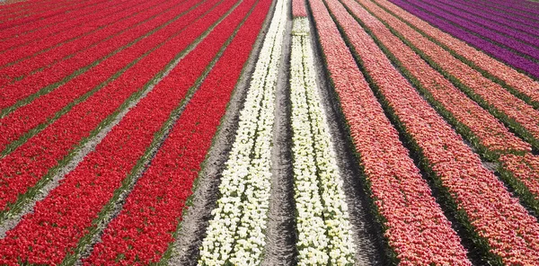 Dutch tulip field — Stock Photo, Image