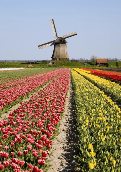 Campo de tulipán y molino de viento histórico — Foto de Stock