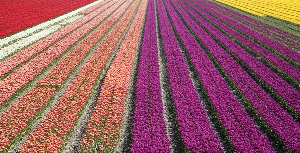 Campo tulipano olandese — Foto Stock