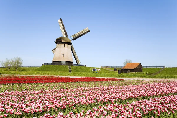 Pola tulipanów i zabytkowy wiatrak — Zdjęcie stockowe