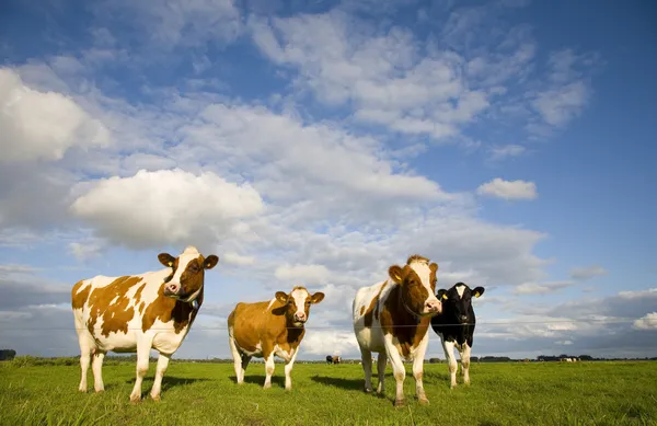 Nederlandse koeien in de Wei — Stockfoto