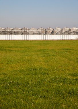 Açık mavi gökyüzü altında yeşil bir alanda sera