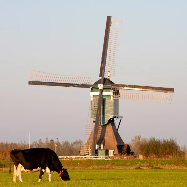 Traditionelle holländische Windmühle mit Kuh und Storch in Groothammer, die Niederlande — Stockfoto