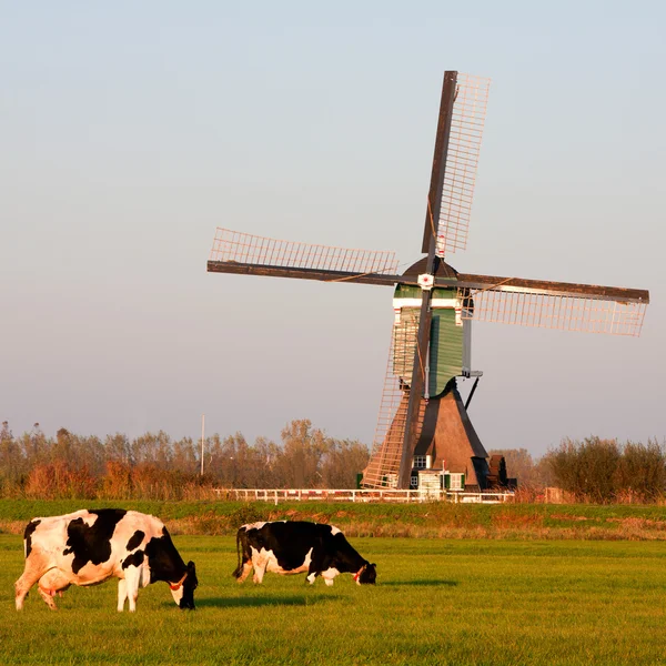 Moinho de vento holandês tradicional com vaca e cegonha em Groot-Ammers, Países Baixos — Fotografia de Stock
