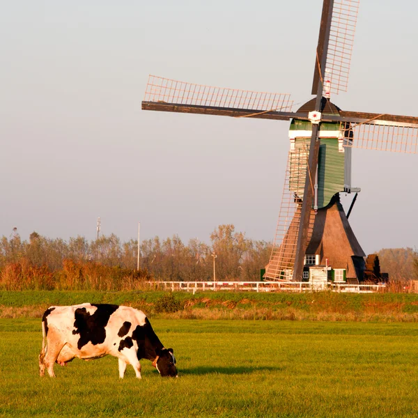 Traditional Dutch windmill with cow and stork in Groot-Ammers, the Netherlands — Stock Photo, Image