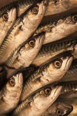 taze balık boqueria Pazar Barcelona, İspanya