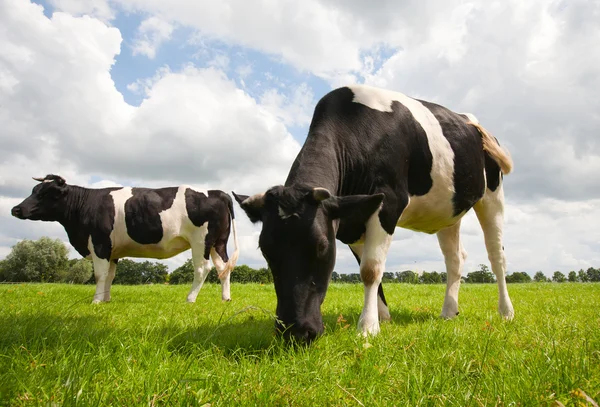 Vacas holandesas — Foto de Stock