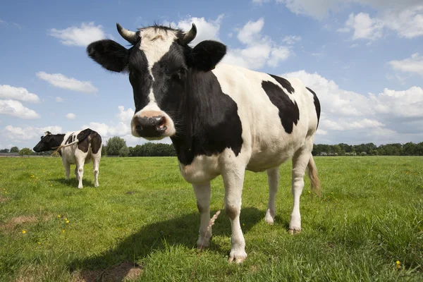 Nederlandse koeien — Stockfoto